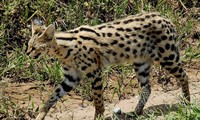 1001 thắc mắc: Loài mèo nào chạy nhanh chỉ sau báo cheetah?