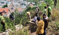 Hàng loạt cây thông trăm tuổi trên lô ‘đất vàng’ bị triệt hạ