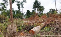 Lâm Đồng thu hồi hàng trăm dự án đầu tư vì để mất rừng