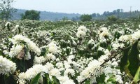 Giải pháp hỗ trợ hơn 3.800 hộ ở cao nguyên Di Linh thoát nghèo