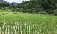 Lâm Đồng: Đề xuất miễn thuế đất cho các hộ dân tộc thiểu số thiếu đất 