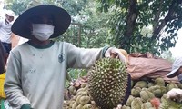 Nông dân huyện Krông Pắk thu hoạch sầu riêng
