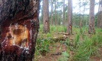 Cả khu rừng bị ken cây, đầu độc bằng hóa chất
