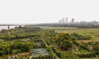 Cận cảnh khu vực bãi giữa sông Hồng dự kiến làm công viên văn hóa