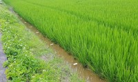 Bẫy chuột bằng điện, hai người thương vong ở Long An