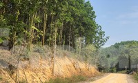 Kỳ lạ, hàng cây tiền tỷ &apos;tự mọc&apos; trong khuôn viên dự án ở Quảng Ninh