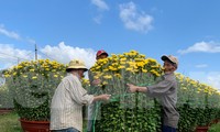 Nhà vườn phường Ninh Giang đóng gói hoa cúc đưa đi tiêu thụ. Ảnh Thục Hiền. 