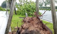 Bình Dương: Hàng loạt cây xanh bị bão số 9 quật gãy