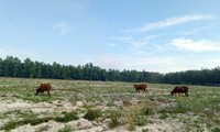 Công ty Địa ốc City Land bán đất nền trên bãi đất trống.