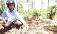 Hiện trường bức tử rừng thông giành đất cho người chết ở thành phố Ðông Hà.