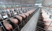 Nhiều doanh nghiệp trong ngành chăn nuôi lợn đang lãi lớn (ảnh minh họa) 