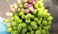 Thị trường 9/3: Sen quan âm miền Nam &apos;đi máy bay&apos;, đắt hàng ở Hà Nội