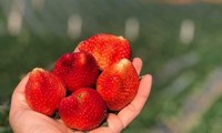Thị trường 12/3: Dâu tây Mộc Châu loại siêu vip giá 1 triệu đồng/kg