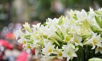 Hoa loa kèn được giá, giá thịt lợn trong nước ‘giảm nhiệt’