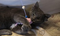 Chú mèo 4 tai siêu hiếm sở hữu tới 73.000 lượt theo dõi trên Instagram