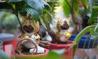 Hổ vằn ôm gốc dừa, bonsai độc lạ giá 3 triệu đồng chơi Tết