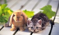 Vì sao năm Mão của Việt Nam là mèo, ở Trung Quốc, Hàn Quốc là thỏ?