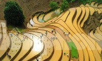 Nông dân hối hả cấy lúa trên những thửa ruộng bậc thang