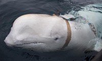 Hình ảnh chú cá voi trắng được cho là gắn thiết bị huấn luyện của Quân đội Nga