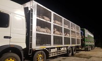 Hàng nghìn con lợn, gà vào TP HCM bị &apos;tắc&apos; do quy định hạn chế ra đường sau 18h
