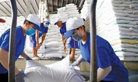 Xuất khẩu gạo Việt Nam vượt mốc 1 tỷ USD, giá bán áp đảo gạo Thái