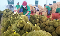 Động thái &apos;lạ&apos; của các nước khi sầu riêng Việt xuất khẩu sang Trung Quốc