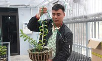 Ông Bùi Hữu Giang, chủ vườn lan Đất Mỏ, cùng cây lan đột biến