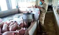 Giá thức ăn chăn nuôi tiếp tục tăng cao khiến người chăn nuôi nguy cơ thua lỗ nặng. Ảnh: Dương Hưng