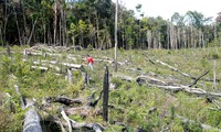 Rừng bị đốn hạ gần làng Kon Tu Rằng 2 (xã Măng Cành, huyện Kon Plông, Kon Tum)