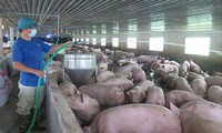 Giá lợn hơi biến động thất thường khiến nhiều hộ chăn nuôi bỏ nghề 