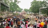 Lễ hội hoa anh đào Nhật Bản-Hà Nội thường phải kéo dài ngày hơn dự kiến do đông người tham quan. Ảnh: Ngọc Châu 