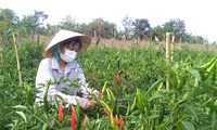 Lỗ một tỉ ngay lần đầu khởi nghiệp, cô gái 9x vùng biên kiên trì trồng ớt xuất khẩu