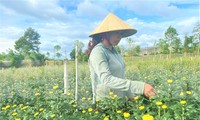 Nông dân &apos;đánh bạc&apos; với ông trời vụ hoa Tết 