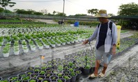 Làng hoa kiểng TPHCM tất bật chuẩn bị vụ Tết