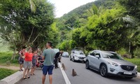 Nhiều du khách vẫn cho khỉ ăn ở bán đảo Sơn Trà dù đã bị cấm 