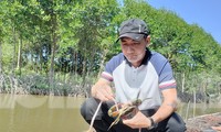 Du khách &apos;săn&apos; cua Cà Mau bằng chiếc cần câu độc nhất vô nhị
