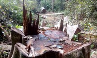 Rừng hương ở Vườn quốc gia Kon Ka Kinh bị đốn hạ. Ảnh cán bộ cung cấp