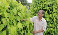 Loại cây gì mà nông dân Bình Phước trồng bán lá kiếm bộn tiền?