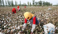 Phương Tây cho rằng người dân Tân Cương bị ép thu hoạch bông để cung cấp cho thị trường toàn cầu. Ảnh: Getty Images