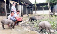 Mô hình nuôi lợn rừng của anh Khanh được nhiều đoàn viên thanh niên tham quan, học hỏi