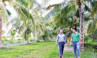 Anh Phạm Đình Ngãi (áo xanh) giới thiệu khách quốc tế vùng nguyên liệu dừa lấy mật 