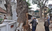 Các cây muỗm tại đền Voi Phục - Thụy Khuê khi bị sâu đục thân năm 2013. Ảnh: VACNE