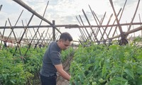 Tạ Duy Cường kiểm tra chất lượng rau trên cánh đồng tổ 17, phường Đồng Mai