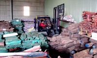Lô gỗ trắc của Cty Ngọc Hưng bị Hải quan Đà Nẵng thu giữ năm 2012. Ảnh: N.C