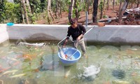 Nuôi cá &apos;quý tộc&apos;, chàng trai vùng sâu thu nhập cả tỉ đồng mỗi năm