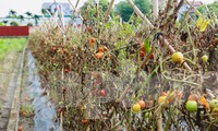 Hàng chục héc ta rau màu của người dân bị hư hại không thể thu hoạch vì úng nước