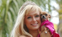Paris Hilton mạnh tay chi 350 ngàn USD xây biệt thự cho cún cưng