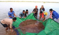 Bắt được cá đuối nước ngọt khổng lồ dài 4m, nặng 180kg trên sông Mekong