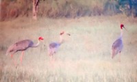 Sếu đầu đỏ trở về Vườn quốc gia Tràm Chim sau gần 2 năm vắng bóng
