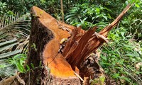Gốc cây còn lại sau khi bị lâm tặc đốn hạ phần thân lấy gỗ